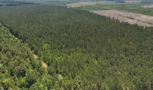 Photo #16 of Off Barbee Rd, Richlands , NC 97.0 acres