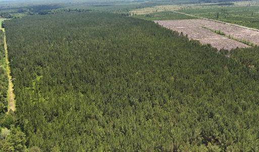 Photo #17 of Off Barbee Rd, Richlands , NC 97.0 acres
