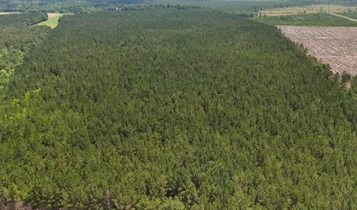 Photo #18 of Off Barbee Rd, Richlands , NC 97.0 acres