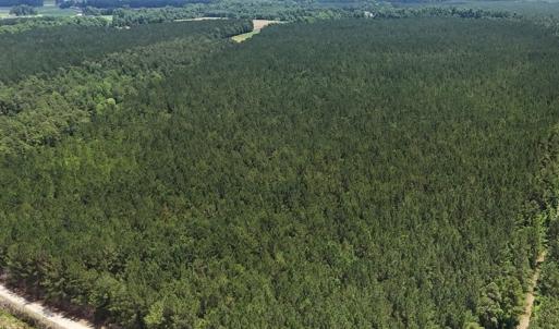 Photo #19 of Off Barbee Rd, Richlands , NC 97.0 acres