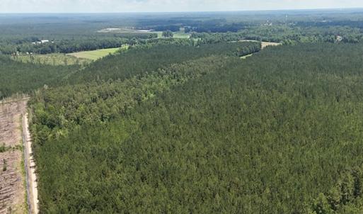 Photo #20 of Off Barbee Rd, Richlands , NC 97.0 acres