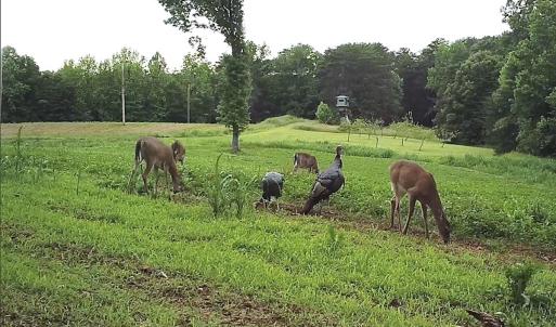 Photo #70 of 390 Line Creek Farm Road, Yanceyville, NC 123.1 acres