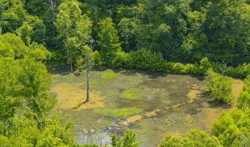 Photo #71 of 390 Line Creek Farm Road, Yanceyville, NC 123.1 acres
