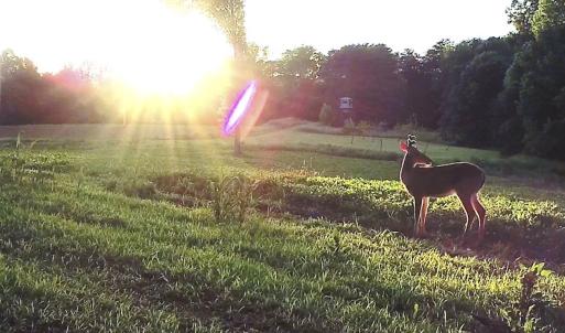 Photo #79 of 390 Line Creek Farm Road, Yanceyville, NC 123.1 acres