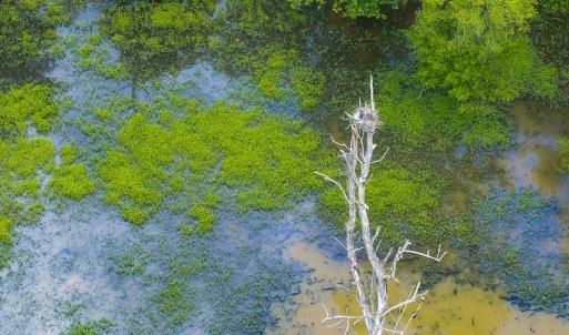 Photo #82 of 390 Line Creek Farm Road, Yanceyville, NC 123.1 acres