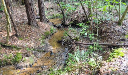 Photo #12 of Off Chip Road, Mount Gilead, NC 76.1 acres