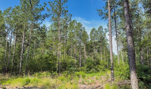 Photo #24 of Off Chip Road, Mount Gilead, NC 76.1 acres