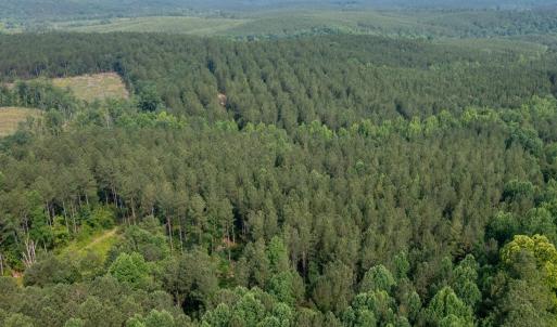 Photo #29 of Off Chip Road, Mount Gilead, NC 76.1 acres