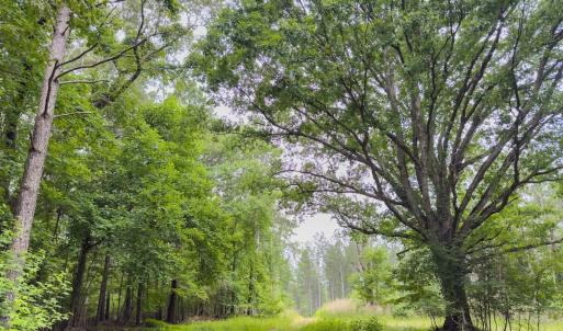 Photo #9 of Off Chip Road, Mount Gilead, NC 76.1 acres