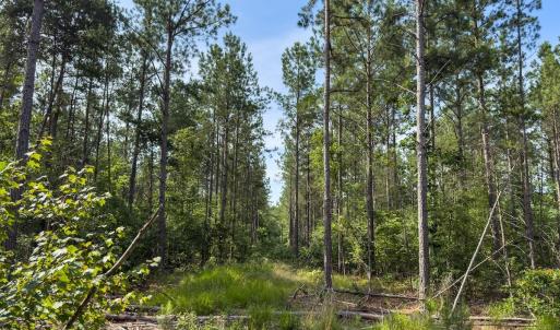 Photo #42 of Off Chip Road, Mount Gilead, NC 76.1 acres