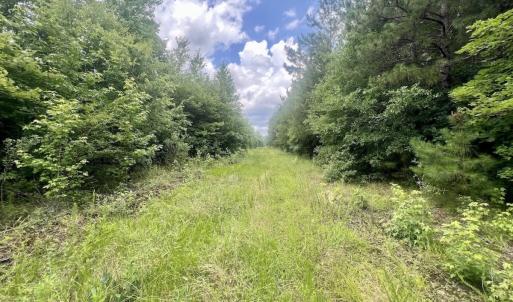 Photo #12 of Off Shields Commissary Road, Scotland Neck, NC 300.0 acres