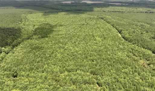 Photo #17 of Off Shields Commissary Road, Scotland Neck, NC 300.0 acres
