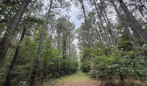 Photo #22 of Off Shields Commissary Road, Scotland Neck, NC 300.0 acres