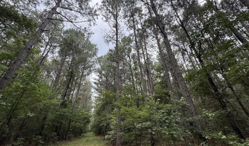 Photo #23 of Off Shields Commissary Road, Scotland Neck, NC 300.0 acres
