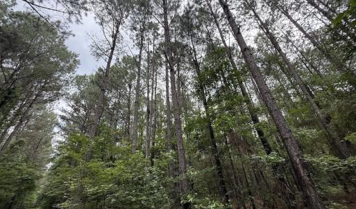Photo #24 of Off Shields Commissary Road, Scotland Neck, NC 300.0 acres