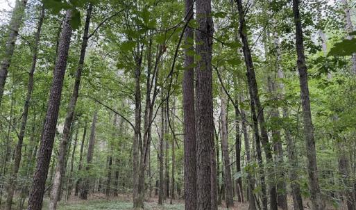 Photo #25 of Off Shields Commissary Road, Scotland Neck, NC 300.0 acres