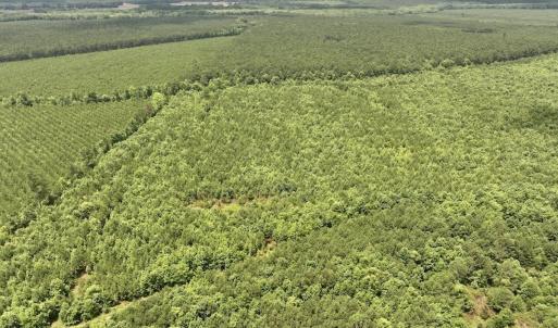 Photo #28 of Off Shields Commissary Road, Scotland Neck, NC 300.0 acres