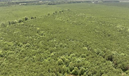 Photo #32 of Off Shields Commissary Road, Scotland Neck, NC 300.0 acres