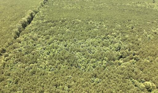 Photo #33 of Off Shields Commissary Road, Scotland Neck, NC 300.0 acres