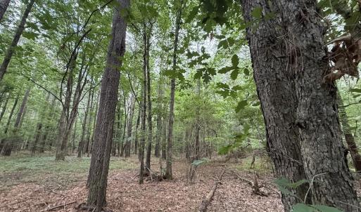 Photo #36 of Off Shields Commissary Road, Scotland Neck, NC 300.0 acres