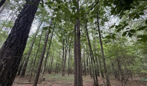 Photo #37 of Off Shields Commissary Road, Scotland Neck, NC 300.0 acres