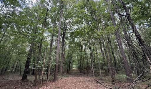 Photo #51 of Off Shields Commissary Road, Scotland Neck, NC 300.0 acres