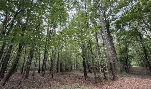 Photo #52 of Off Shields Commissary Road, Scotland Neck, NC 300.0 acres