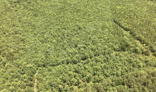 Photo #56 of Off Shields Commissary Road, Scotland Neck, NC 300.0 acres