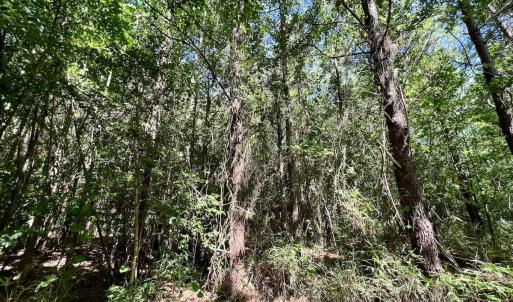 Photo #15 of Off Willeyton Rd,  Gates, NC 81.0 acres