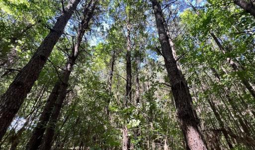 Photo #20 of Off Willeyton Rd,  Gates, NC 81.0 acres