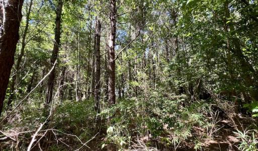 Photo #21 of Off Willeyton Rd,  Gates, NC 81.0 acres
