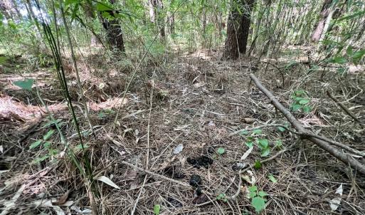 Photo #28 of Off Willeyton Rd,  Gates, NC 81.0 acres