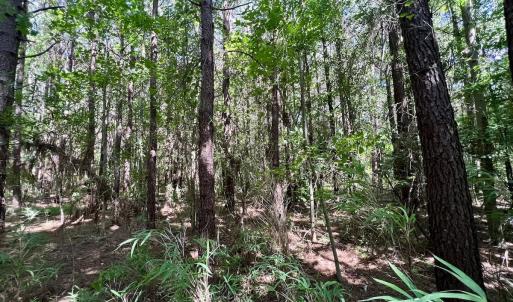 Photo #29 of Off Willeyton Rd,  Gates, NC 81.0 acres