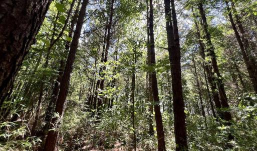 Photo #31 of Off Willeyton Rd,  Gates, NC 81.0 acres