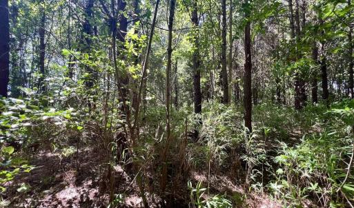 Photo #32 of Off Willeyton Rd,  Gates, NC 81.0 acres