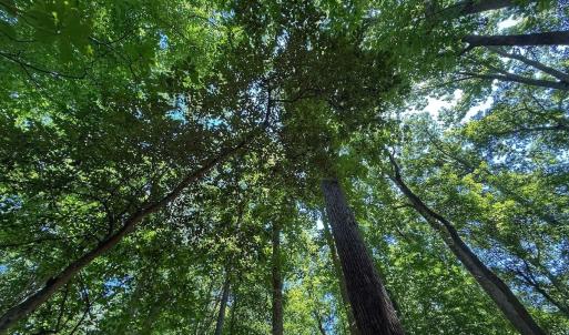 Photo #35 of 2216 Woodnell Dr, Raleigh, NC 0.5 acres