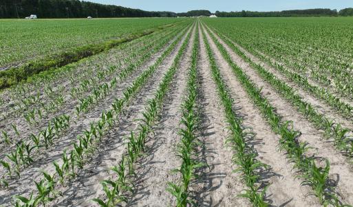 Photo #14 of Off Ocean Highway, Hertford, NC 140.0 acres
