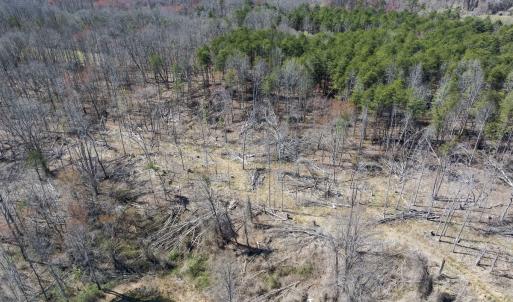 Photo #35 of Off Goodman Road, Lot-6, Pelham, NC 8.6 acres