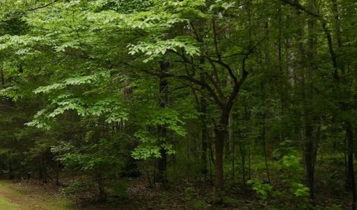 Photo #12 of 1535 Wildwood Drive, Oxford, NC 1.9 acres