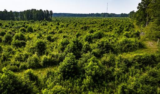 Photo #20 of 112 Acres Mill Road, Emporia, VA 112.0 acres