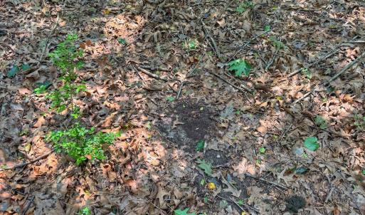 Photo #52 of off Hwy 70 W, Goldsboro, NC 10.0 acres