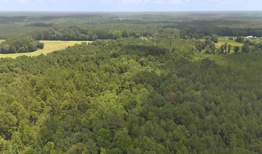 Photo #14 of 481 Nine Mile Rd, Maple Hill, NC 65.3 acres