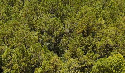 Photo #37 of 481 Nine Mile Rd, Maple Hill, NC 65.3 acres