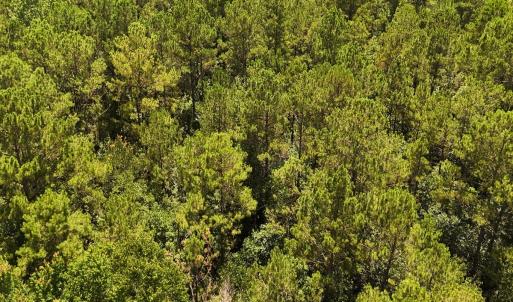 Photo #38 of 481 Nine Mile Rd, Maple Hill, NC 65.3 acres
