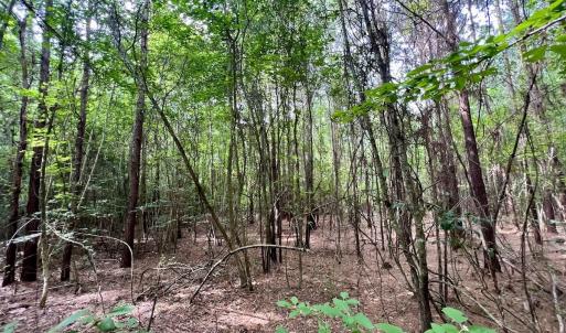 Photo #20 of Off Boss McLawhorn Rd, Grifton, NC 25.2 acres
