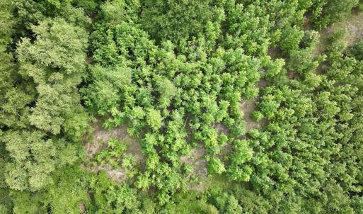 Photo #5 of Off Boss McLawhorn Rd, Grifton, NC 25.2 acres