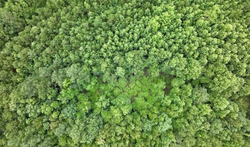 Photo #25 of Off Boss McLawhorn Rd, Grifton, NC 25.2 acres