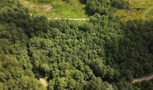 Photo #14 of Off of Lewis Coombs Ln, Trenton, NC 26.8 acres