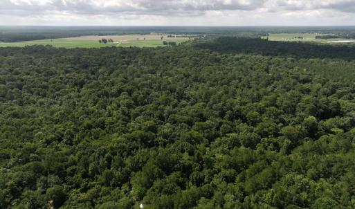 Photo #29 of Off of Lewis Coombs Ln, Trenton, NC 26.8 acres