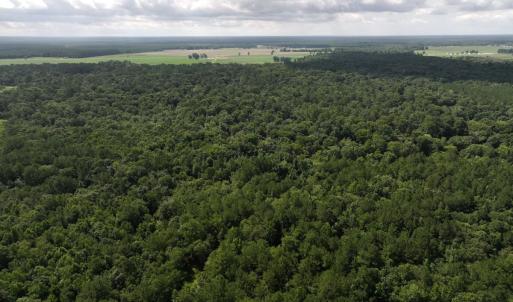 Photo #30 of Off of Lewis Coombs Ln, Trenton, NC 26.8 acres